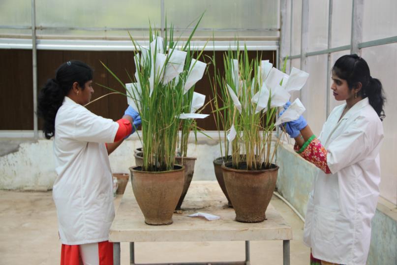 Activities by IBOs in Institutions :Examples Implementation of SOPs for lab/greenhouse safety
