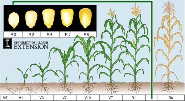 Susceptibility of Maize Unrealized Yield Potential Technology Opportunities
