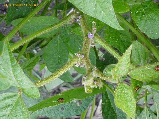 Scouting for Soybean Aphid: When? Where? How?