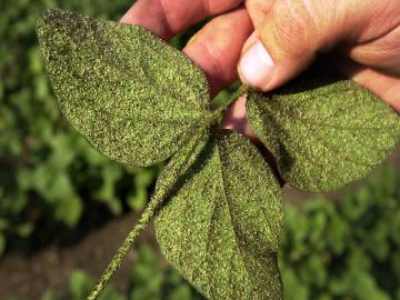 The Challenges of Clone Warfare: The soybean aphid is unlike typical corn or soybean pests.