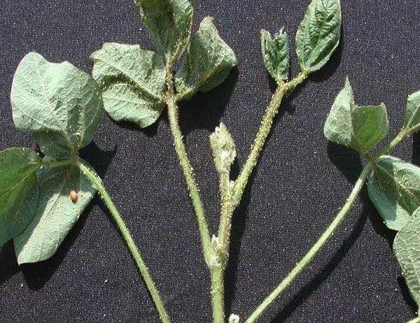 Buckthorn Soybean aphid dispersal soybean CMV (-)