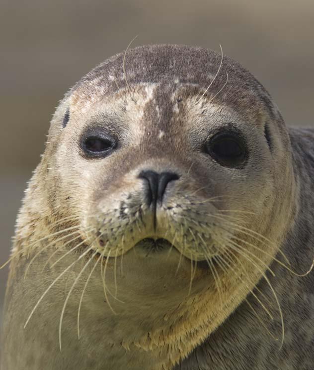 Biological diversity: Fish > 140 species Marine mammals harbor seals, grey seals, harbor porpoise Migratory