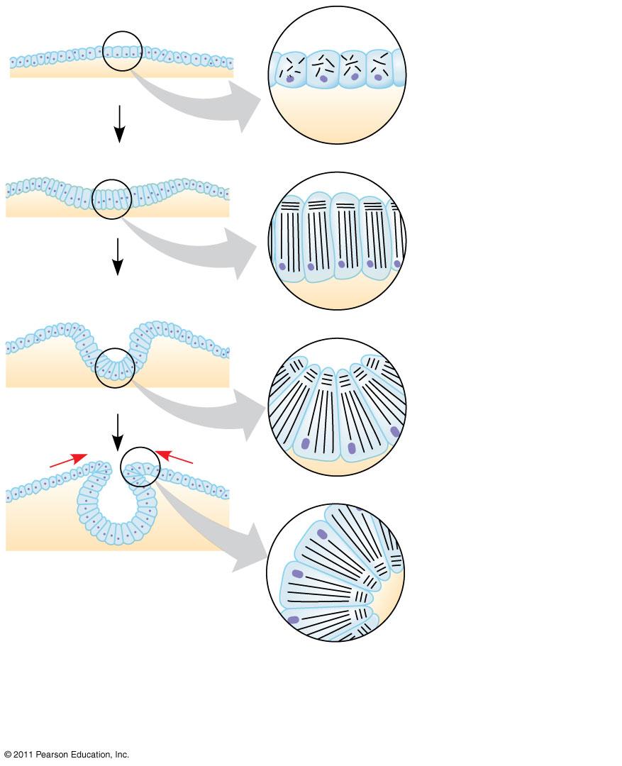 Figure 47.15-4 Neural plate Microtubules Actin filaments Figure 47.15-5 Neural plate Microtubules Actin filaments Neural tube Caenorhabditis elegans genome size of C.