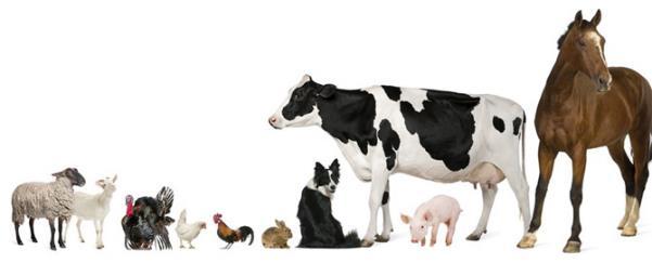 Summary The U.S. animal food supply chain consists of many different segments (pet food, complete animal feed, ingredients, concentrates, premixes, etc.