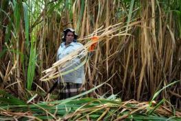 3 Bioethanol from sugar cane in Brazil Brazil has the highest uptake rate of bioethanol in the world, and it is the largest exporter of ethanol fuel.