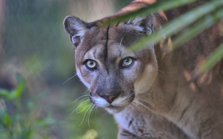 Florida Panther In the 1970s and 1980s, it was estimated only 20 to 30 panthers remained in Florida The updated population estimate is 120 to 230 adult and