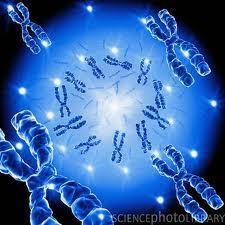 Levels of Diversity Genetic diversity refers to all the different genes contained within all members of a