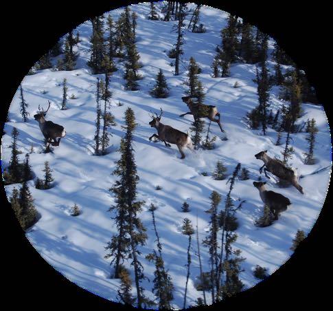 State of Science Mechanism(s) of Decline Why are caribou susceptible to increasing