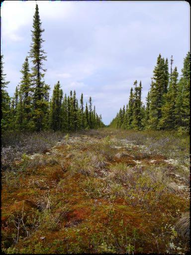State of Conservation Efforts Habitat Restoration The Conundrum, Part II: How do we restore caribou habitat? The BC Example (S. Wilson, EcoLogic Research) Ø Approx.