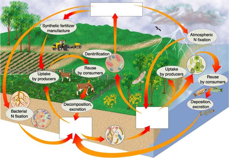 In the carbon cycle, which process converts radiant energy into chemical energy