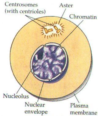 Interphase Most of cell cycle (90%) Cell grows and develops (gets bigger)