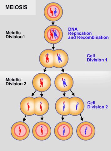 Meiosis involves Has two cell divisions in meiosis, A reduction in the amount of genetic material Results in half the number of chromosomes Crossing-Over Law of segregation (Heredity), states that