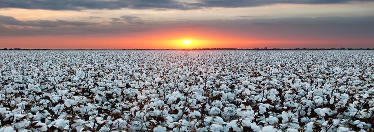 Phase 1: cotton cultivation General chemical impacts: - Chemical fertilizers - Widespread use of pesticides - Lack of infrastructure for wastewater treatment - Eco-friendly technology is expensive