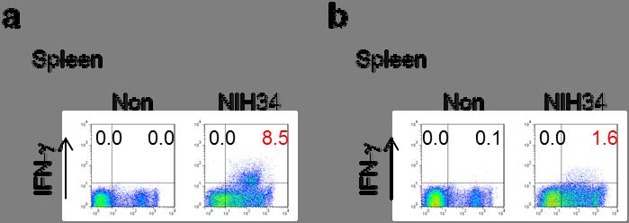 Supplementary Figure S4: Ly-6C low cells are the source of IFN- in severe invasive GAS infections.