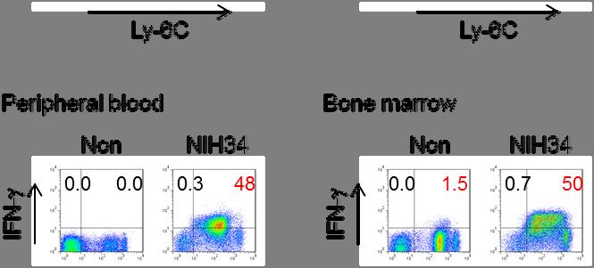 (b) from non-infected mice or NIH34-infected mice were immediately stained for Ly-6C and IFN-, and