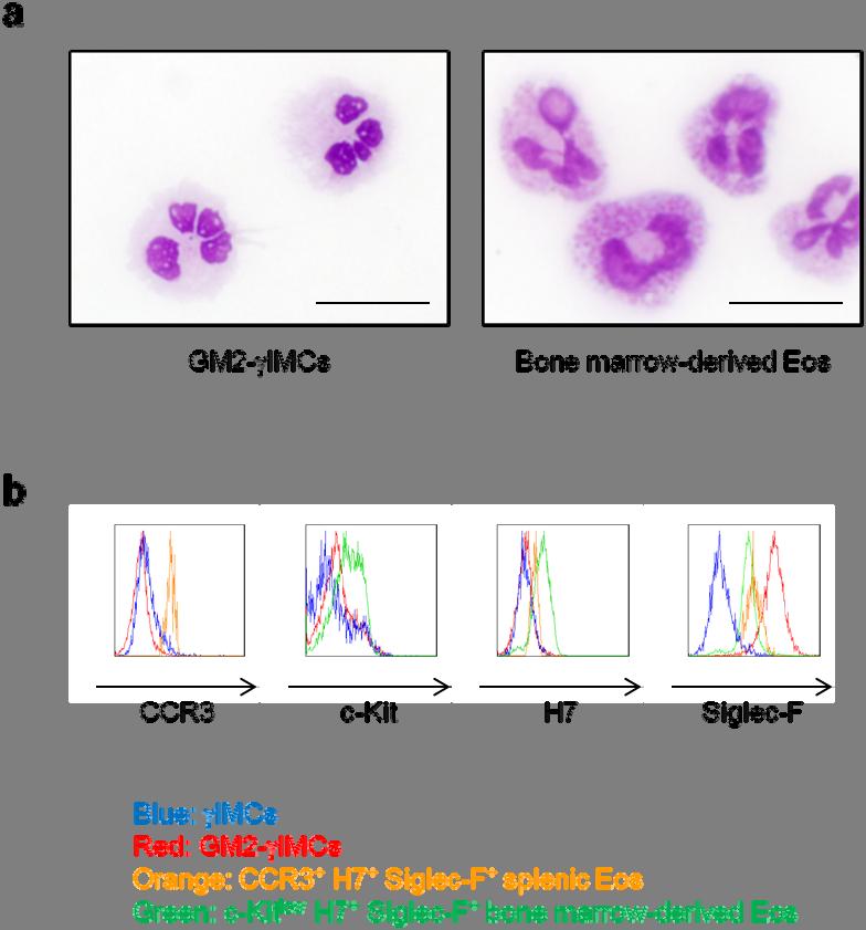 Supplementary Figure S5: IMCs differentiate into polymorphonuclear cells but not Eos in the presence of GM-CSF.