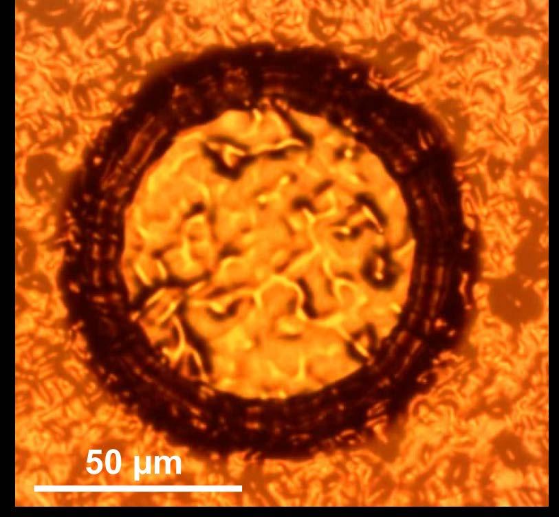 Photolithography on Unpolished SOI Process consistent on polished Si Began
