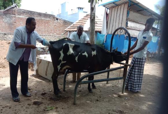 Bovine Artificial Insemination Status Department of Animal Husbandry has administered artificial insemination through use of high yielding indigenous breeds semen for quality AI delivery at farmers