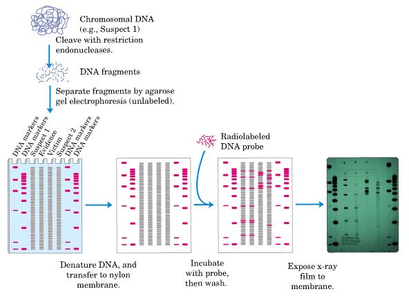 DNA fingerprinting DNA fingerprinting analyzes the differences between individuals of the