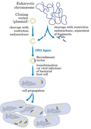 DNA cloning A single gene is only a small part of the genome so isolating a DNA fragment containing the gene of interest requires two procedures 1.