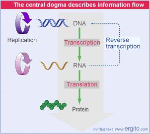 Recovering the information from RNA The central dogma defines the paradigm of molecular biology.