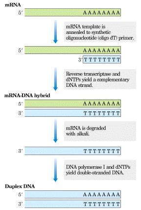 Complementary DNA (cdna) A more specialized and exclusive DNA library can be constructed as to include only those gene that are expressed in certain cells.