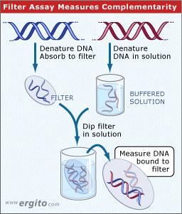 Nucleic acids hybridize by base pairing The principle of the hybridization reaction is to expose two single-stranded nucleic acid preparations to each other and then to measure the amount of