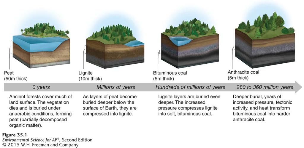 Coal The coal formation process. Peat is the raw material from which coal is formed.