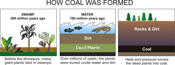 (9) Coal forms from the remains of plants that lived 300 to 250 mya in swamps.