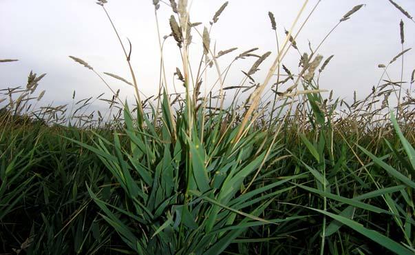 Renewable BIOenergy Agri Biomass Reed Canary Grass (Falaris) (17.