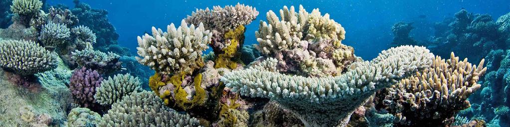 Priority 5. Threats to high seas biodiversity The high seas make up two-thirds of the world s oceans.