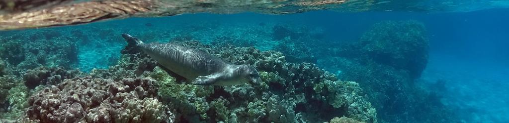 Species extinction Many marine species are moving closer to the brink of extinction - from the vaquita porpoise to the Kemp s ridley sea turtle.