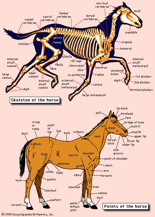 Structure What is a structure? To start with, I would like to introduce the physical body of a horse. If we analyze this, we can distinguish the skin, the nerves, the arteries, the muscles, etc.