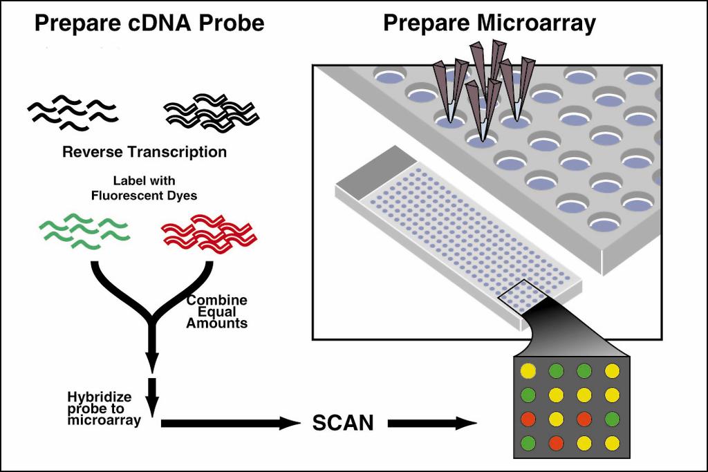 cdna Microarray Scheme Reference