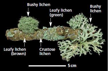 Toxic effect of Acid Deposition Lichen Symbiotic pairing of an alga and a fungus Found growing on trees Very sensitive to gaseous pollutants like Sulphur
