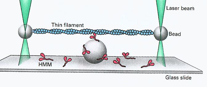 Studies of movement due to a single myosin molecule: In this case a special type of setup is used where optical traps are created by focused laser beams.