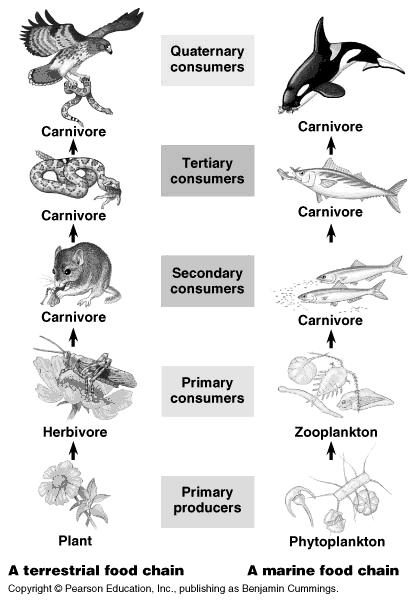 Food chains show a single pathway taken by nutrients and energy through the trophic levels.