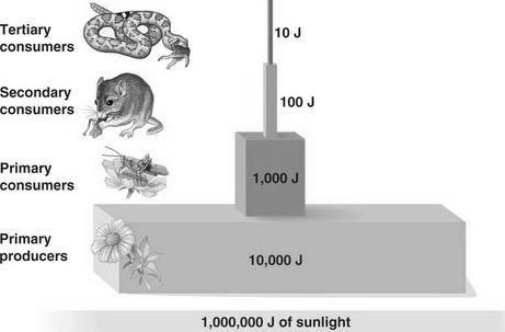 On average only 10% of the energy present in one trophic level is passed on to the next level (above it).