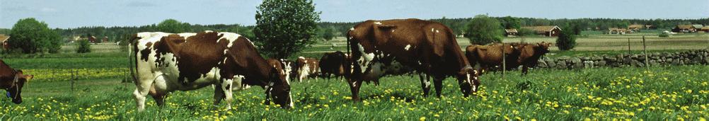 Tools for improved animal welfare in Swedish dairy production Swedish Dairy Association Charlotte Hallén Sandgren, Louise Winblad von Walter and Jonas Carlsson Some facts about Swedish milk