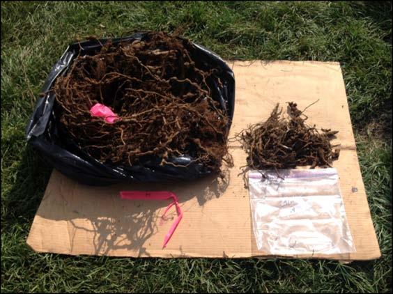 roots prior to fumigation reduces nematode