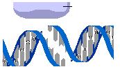 Name Assignment # Lab 9 Restriction Enzyme Analysis http://www.phschool.com/science/biology_place/labbench/lab6/concepts2.