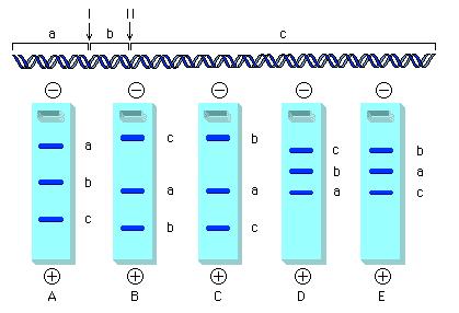 39) A segment of DNA has two restriction sites I and II.