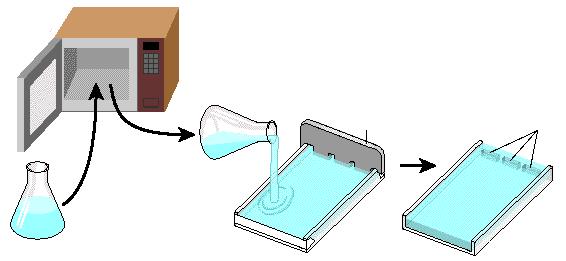 14) Fill in the diagram below 15) What do you do after making the gel?