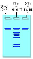 students perform this laboratory beginning with setting up their own restriction enzyme