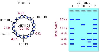 Below is a plasmid with restriction sites for BamHI and EcoRI. Several restriction digests were done using these two enzymes either alone or in combination. Use the figure to answer questions 4 6.