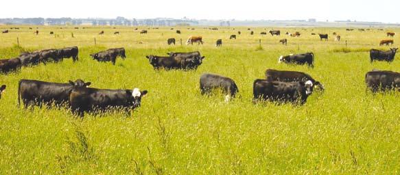 Pasture Management Beef output per hectare is a key profit driver for commercial beef producers.
