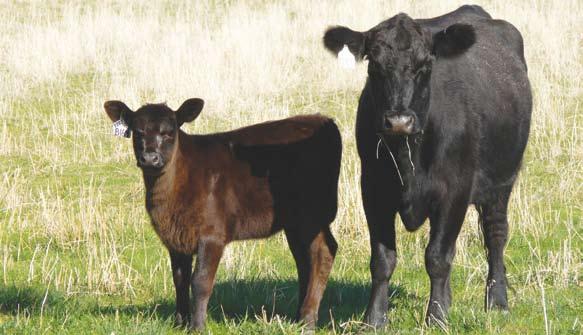 Getting the best from CRC results and information CRC research has given us a range of methods to improve the quality of beef products and the efficiency of many of our production systems.