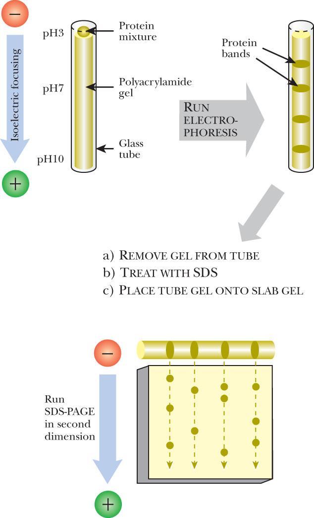 2D PAGE (two-dimensional PAGE) 2D gel is a combination of 1. SDS PAGE 2.