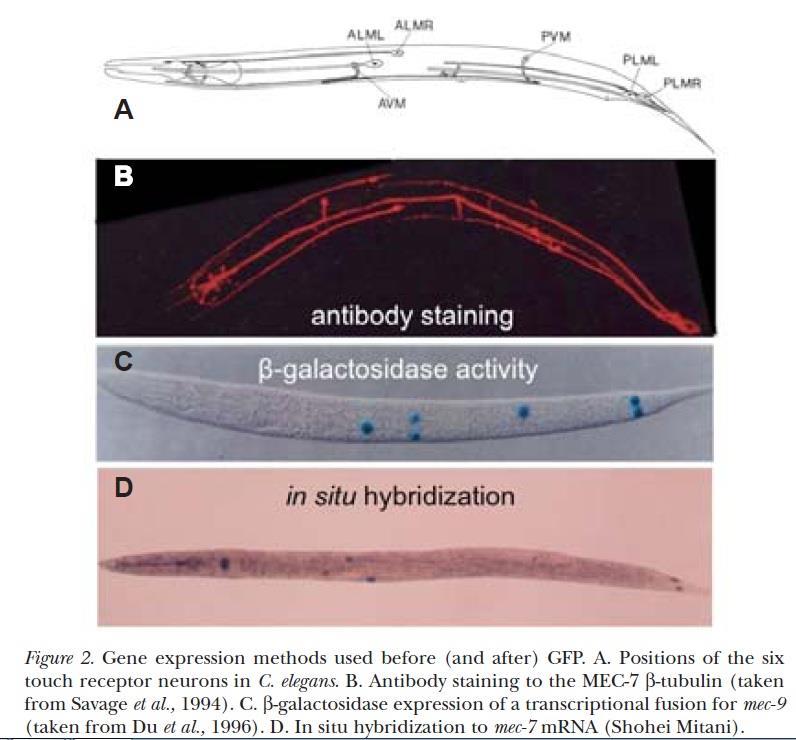 Reporter gene: beta-galactosidase A. C. elegans D. In situ hybridization B. Antibody staining C.
