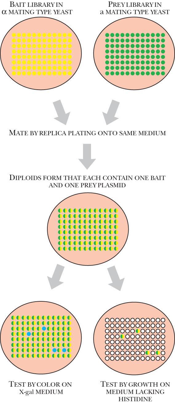 Two-Hybrid Analysis: Mass Screening by Mating Figure 9.